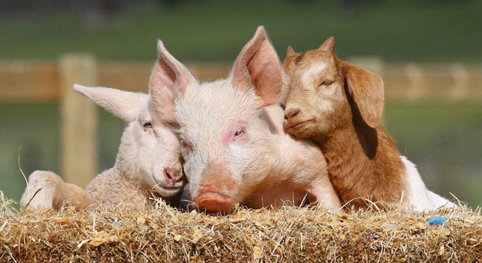 Qual o impacto do veganismo na preservação do meio ambiente?